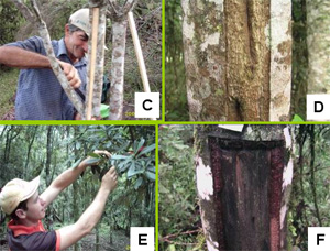 Retirada da casca com critérios