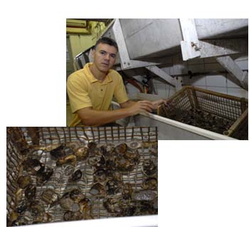 UFSC faz reprodução em laboratório