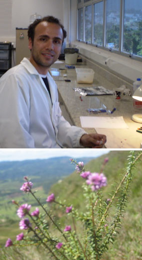 Filipi: desvendando potencial para produção de fitoterápicos