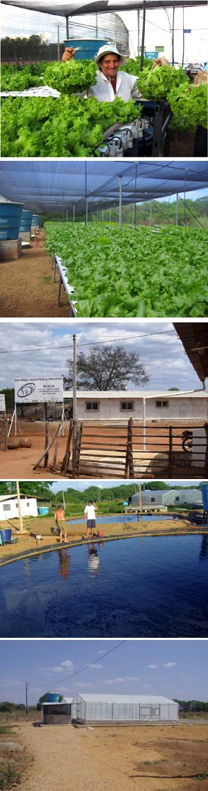 O projeto: alternativas para geração de alimentos e renda