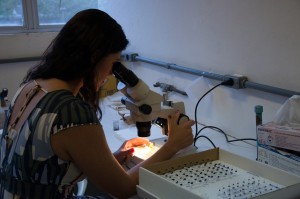 Entomologia_Forense_DSC_6175