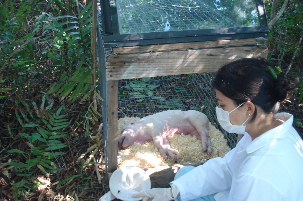 Entomologia_Forense_Dia 03 (9)_2