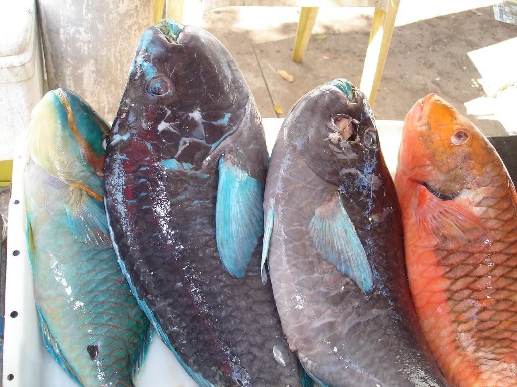 Peixes_mercado_foto_Joao_Luiz_Gasparini