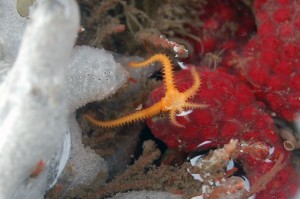 Ophiothela_DSC_0080