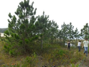 Foto: projeto Manejo de Pinus
