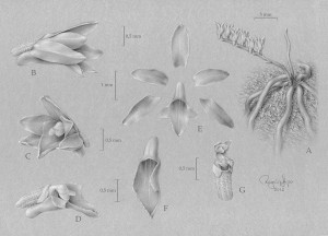 Detalhes da planta pelo ilustrador científico Ricardo Lupo
