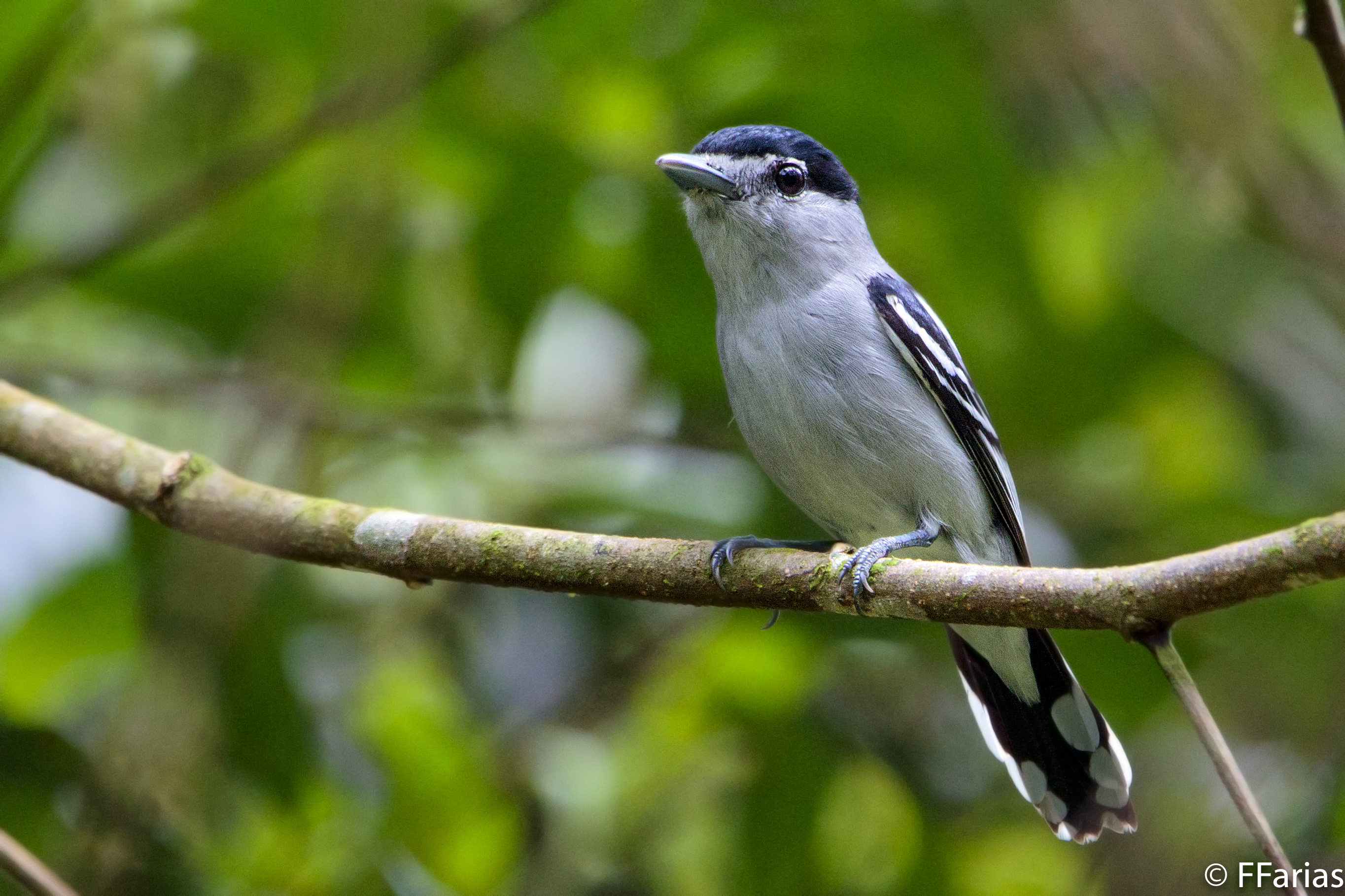 DESENHOS PARA PINTAR OU BORDAR - AVES - GALINHAS