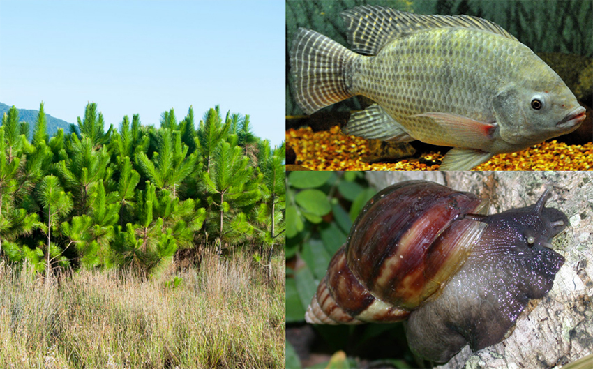 Conjunto de algas, plantas marinhas subaquáticas, conchas. imagem