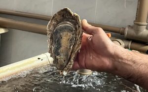 Ostra da espécie Magallana gigas