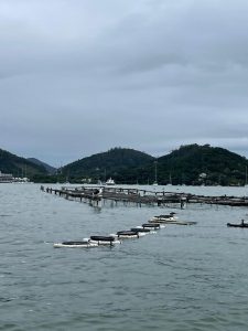 Cultivo de moluscos no Ribeirão da Ilha, Florianópolis, SC, baía sul