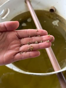 Sementes de ostras da espécie Magallana gigas, produzidas no Laboratório de Moluscos Marinhos da UFSC